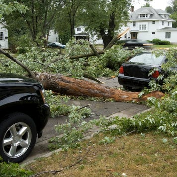 A tree has fallen down into the street between two black cars.