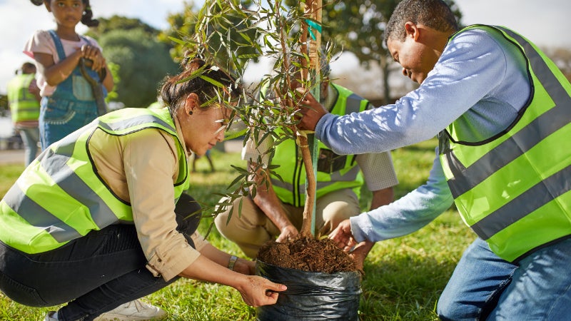 volunteers planting tree in park