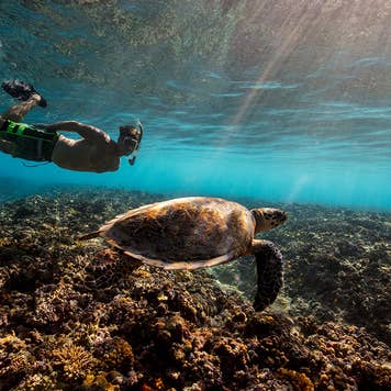 Man snorkling with a sea turtle on summer vacation