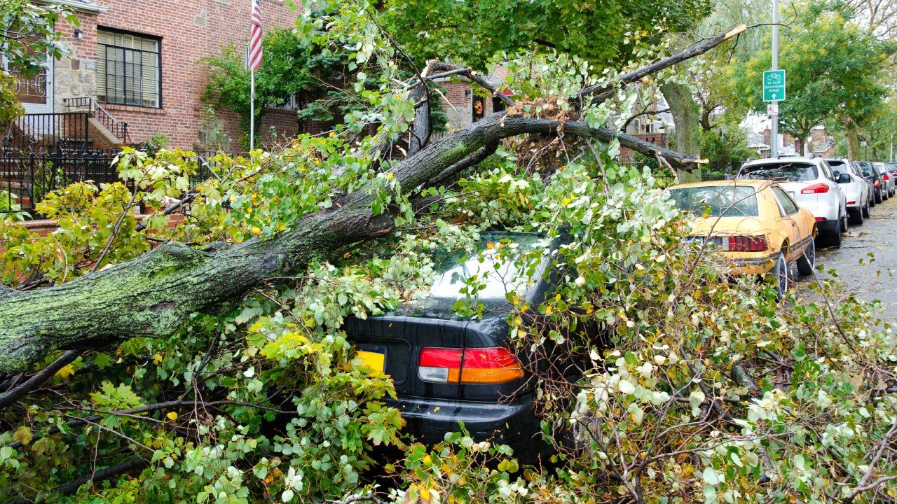 A car destroyed by a fallen tree blown over by heavy winds.