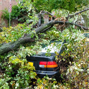 A car destroyed by a fallen tree blown over by heavy winds.