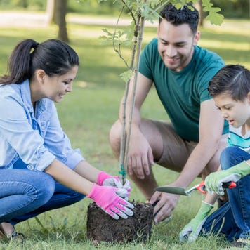 Family planting trees in a park.