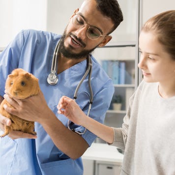 Veterinarian helps young woman with guinea pig
