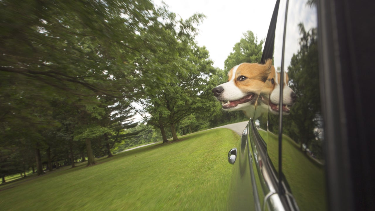 dog sticking out of car window