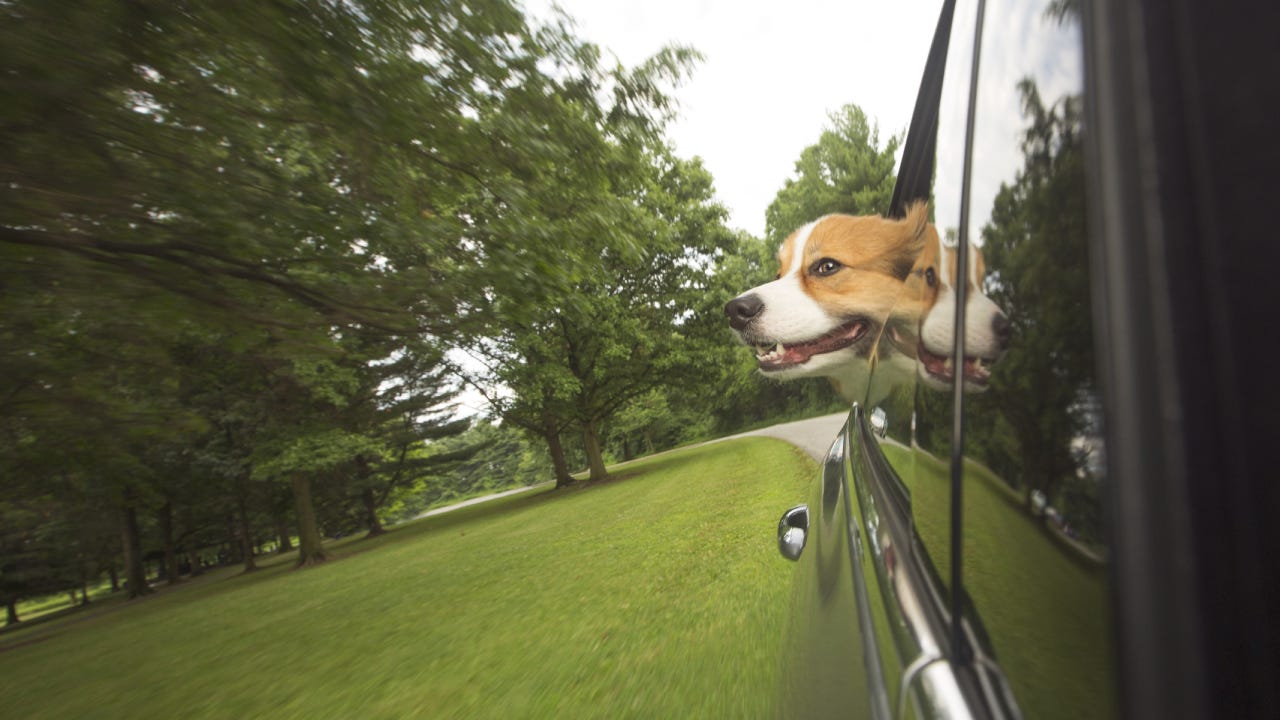 dog sticking out of car window
