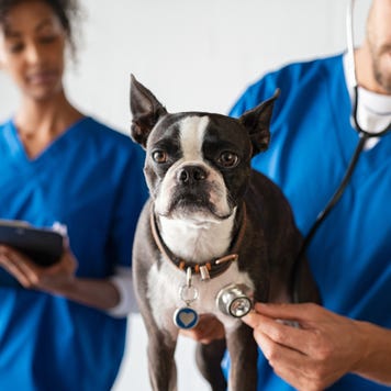 Two veterinarians work with small dog