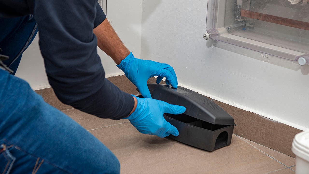 exterminator prepping rat trap