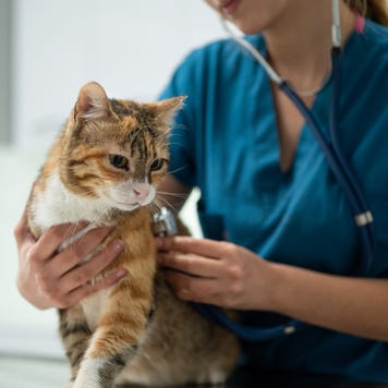 Close-up of female vet examining a kitten with stethoscope in vet clinic.