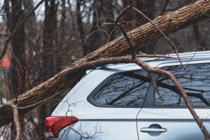 fallen tree on top of silver hatchback car