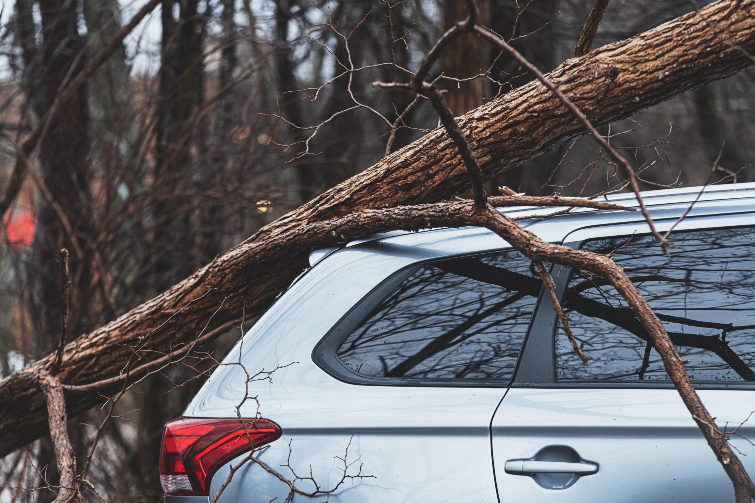 fallen tree on top of silver hatchback car