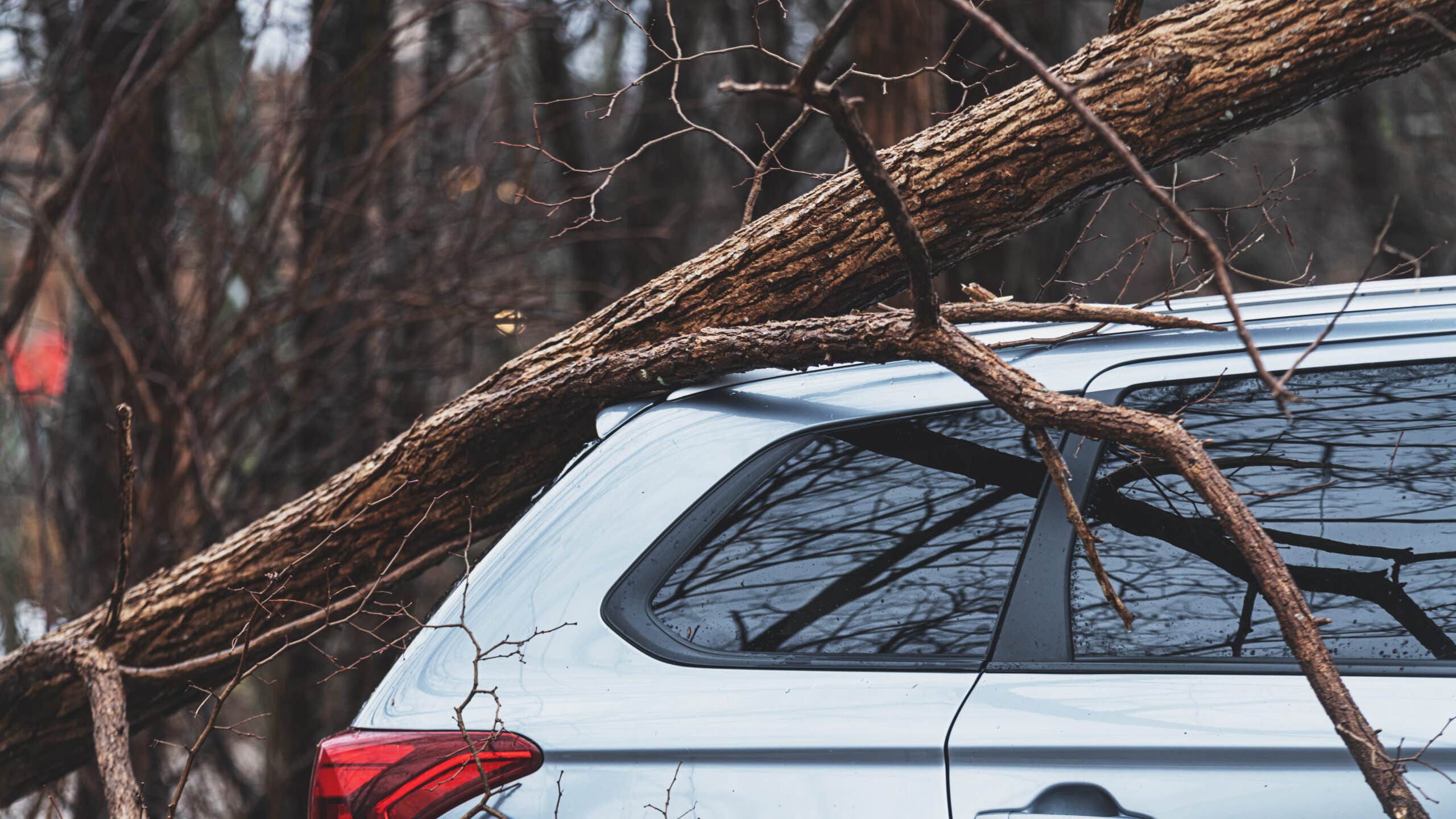 fallen tree on top of silver hatchback car