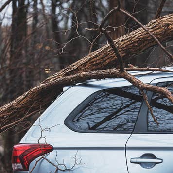 fallen tree on top of silver hatchback car