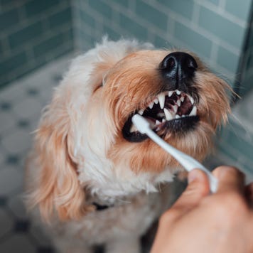 Brush dog's teeth