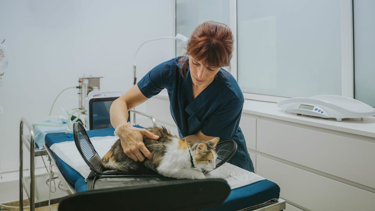 Veterinarian examining a cat
