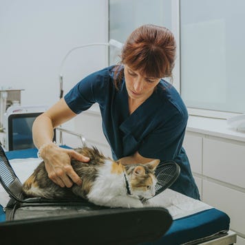 Veterinarian examining a cat