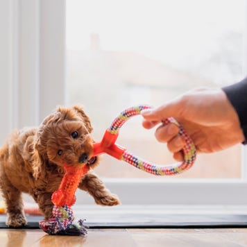 Cute puppy is playing tug with a toy