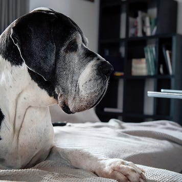 A senior Great dane resting on the couch at home