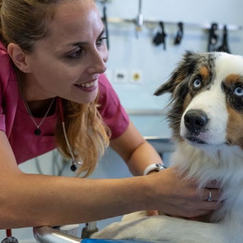 Dog being examined by a veterinarian