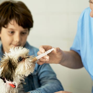 Shih Tzu Puppy Receiving Liquid Medicin