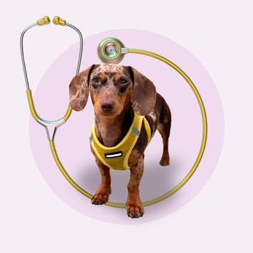 A dog wearing a harness