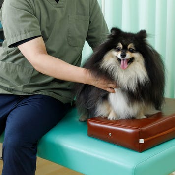 A dog at a check-up