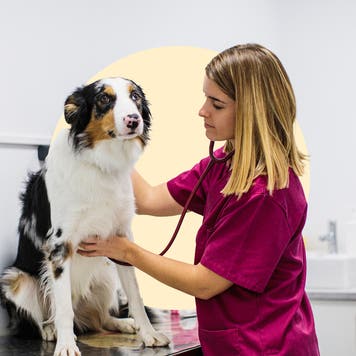 A vet checking a dog's heart rate