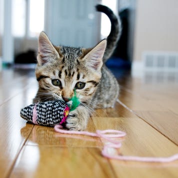 Kitten plays with toy mouse