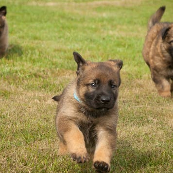 Puppies running across a field