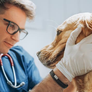 Vet examining a golden retriever