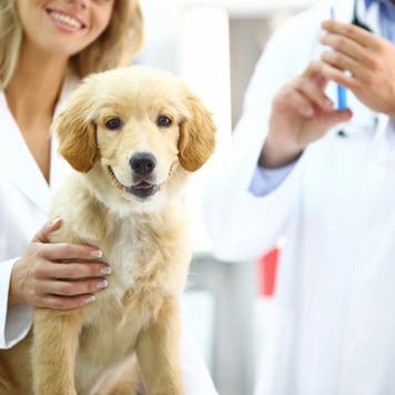 Golden Retriever puppy at vet's office.