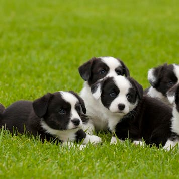 Cardigan Welsh Corgi litter of puppies.