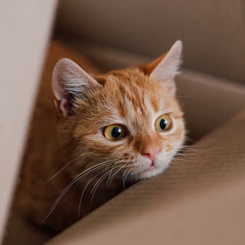 Funny cat in cardboard box at home