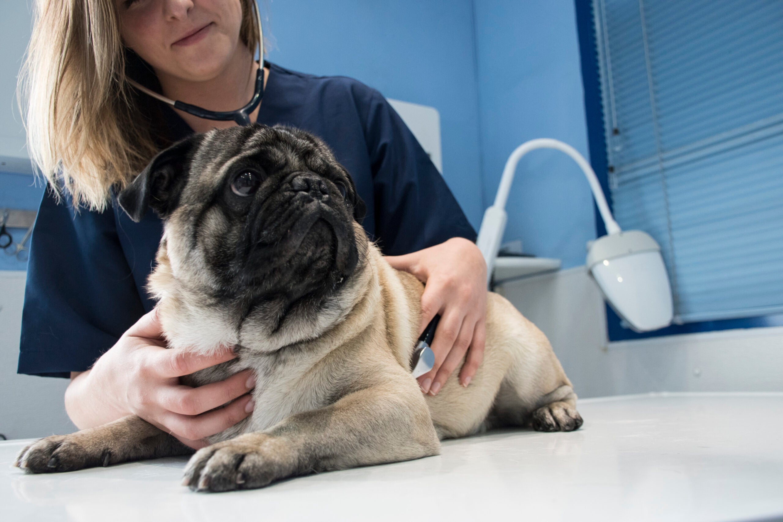a pug dog at the vet