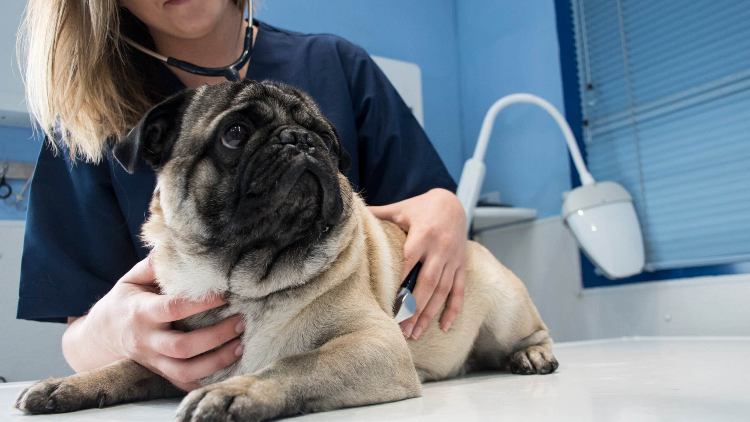 a pug dog at the vet