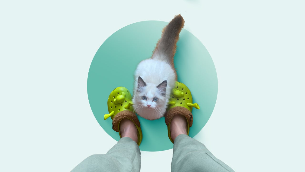 rag doll cat looking up at its owner