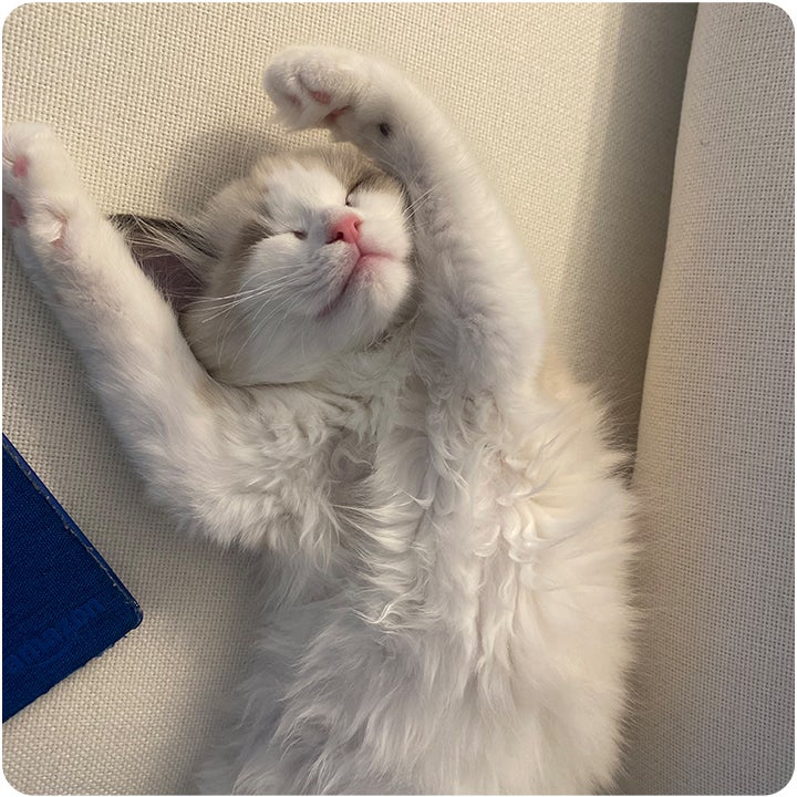 Ragdoll kitten stretched out to take a nap